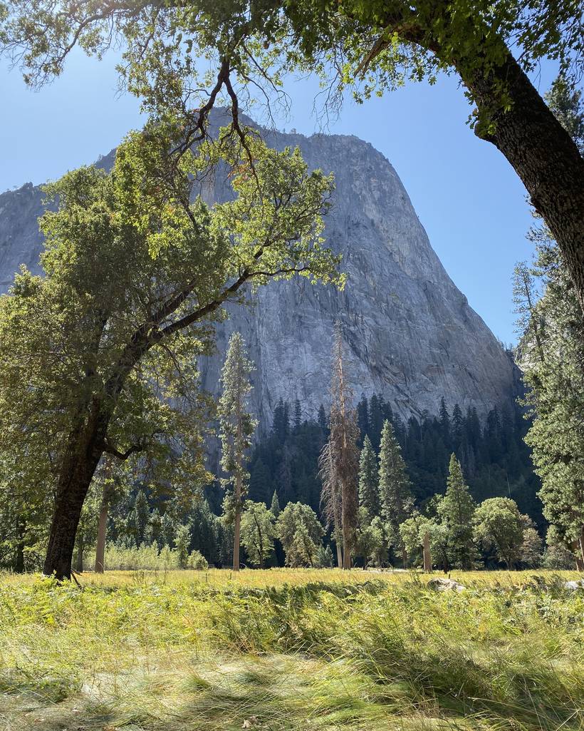 A granite wall in Yosemite Valley framed by an oak, with pines and a meadow in the foreground.